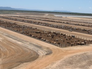 Cattle lots and dam close-up